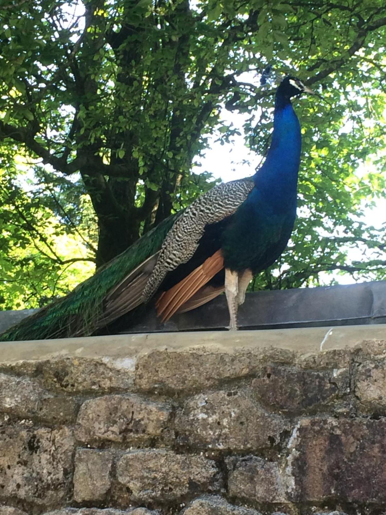 Tor Royal Farm House プリンスタウン エクステリア 写真